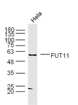 FUT11 Rabbit Polyclonal Antibody