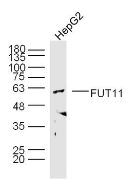 FUT11 Rabbit Polyclonal Antibody