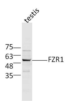 FZR1 Rabbit Polyclonal Antibody