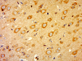 G protein alpha 16 Rabbit Polyclonal Antibody