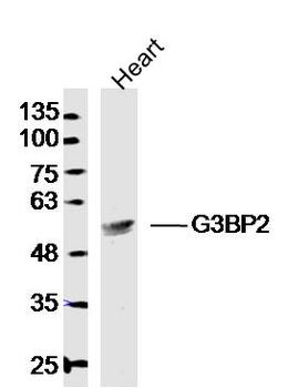 G3BP2 Rabbit Polyclonal Antibody