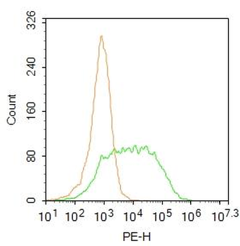 GABA Transporter 3 Rabbit Polyclonal Antibody