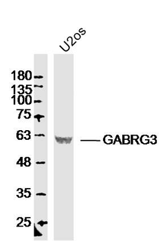 GABRG3 Rabbit Polyclonal Antibody