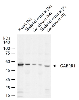 GABRR1 Rabbit Polyclonal Antibody