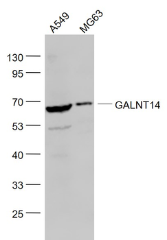 GALNT14 Rabbit Polyclonal Antibody