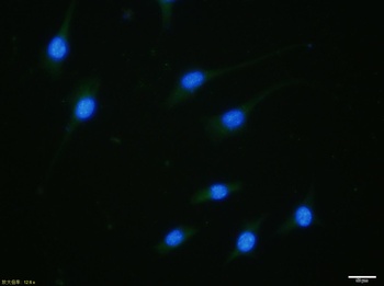 GATA3 (Phospho-Ser162) antibody