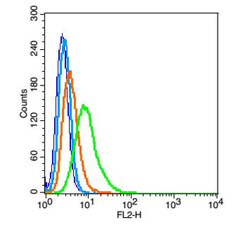 Gbx1 Rabbit Polyclonal Antibody