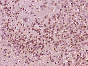 Gbx1 Rabbit Polyclonal Antibody