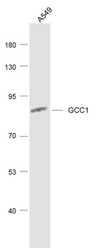 GCC1 Rabbit Polyclonal Antibody