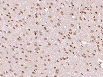 GCX1/C20orf100 Rabbit Polyclonal Antibody