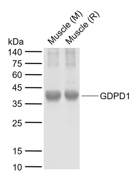 GDPD1 Rabbit Polyclonal Antibody