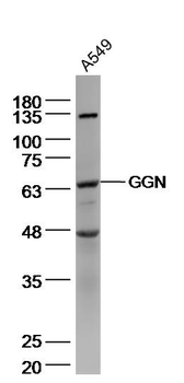 GGN Rabbit Polyclonal Antibody