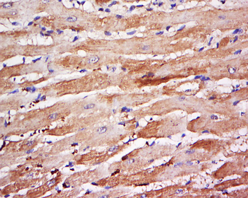 GJA10 Rabbit Polyclonal Antibody