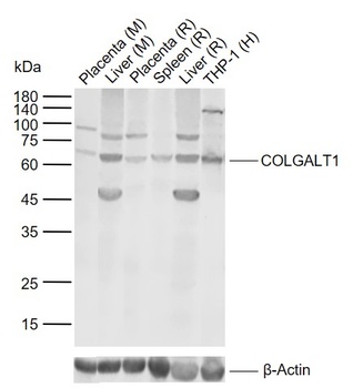 GLT25D1 antibody