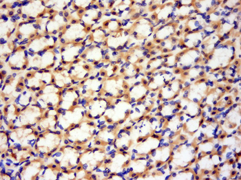 GLT28D1 Rabbit Polyclonal Antibody