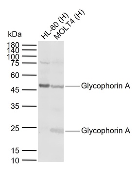 Glycophorin A antibody