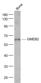 GMEB2 Rabbit Polyclonal Antibody