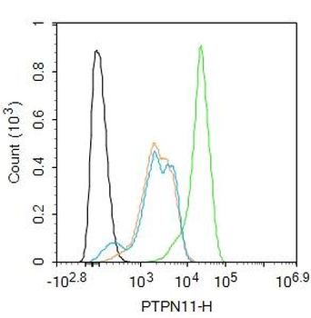 PTPN11 Rabbit Polyclonal Antibody