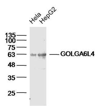 GOLGA6L4 Rabbit Polyclonal Antibody