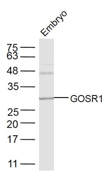 GOSR1 Rabbit Polyclonal Antibody