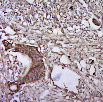 Phospho-CD130/gp130 (Ser782) Rabbit Polyclonal Antibody