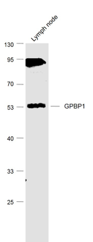 GPBP1 Rabbit Polyclonal Antibody