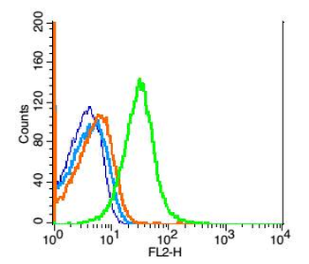 GPR84 Rabbit Polyclonal Antibody