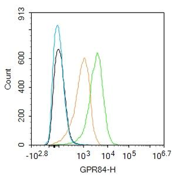 GPR84 Rabbit Polyclonal Antibody