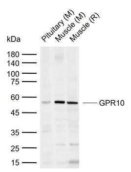 GPR10 Rabbit Polyclonal Antibody