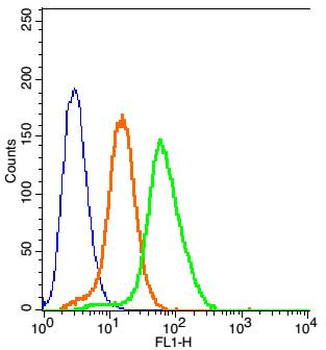 ITM2A Rabbit Polyclonal Antibody