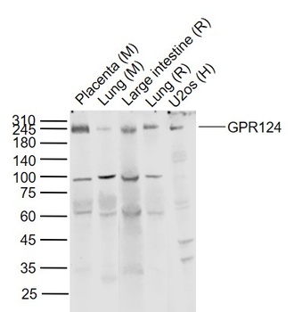 GPR124 antibody