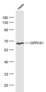 GPR161 antibody