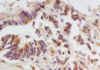 GPR176 Rabbit Polyclonal Antibody