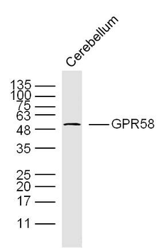 GPR58 Rabbit Polyclonal Antibody
