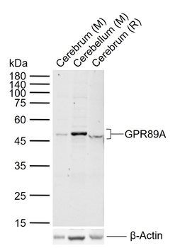 GPR89A Rabbit Polyclonal Antibody