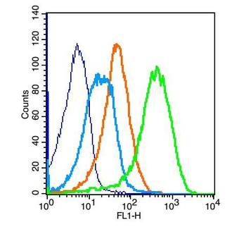 GPRC5B Rabbit Polyclonal Antibody
