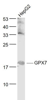 GPX7 Rabbit Polyclonal Antibody