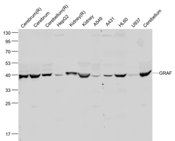 GRAF Rabbit Polyclonal Antibody