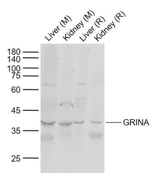 GRINA Rabbit Polyclonal Antibody