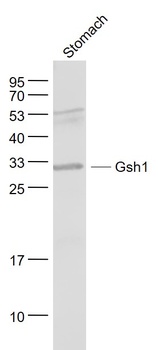 Gsh1 antibody