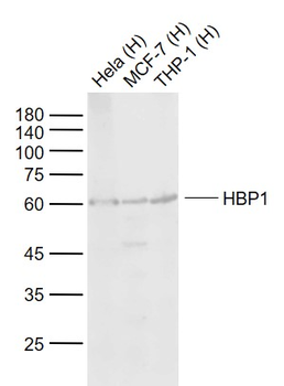 HBP1 Rabbit Polyclonal Antibody