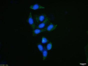 HDAC3 Rabbit Polyclonal Antibody