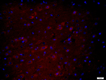 HEG1 Rabbit Polyclonal Antibody