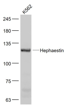 Hephaestin Rabbit Polyclonal Antibody