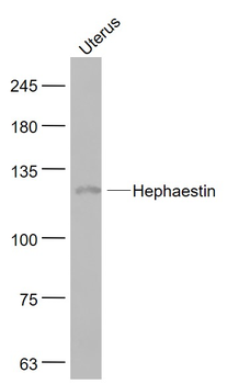 Hephaestin Rabbit Polyclonal Antibody