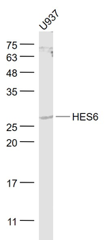 HES6 Rabbit Polyclonal Antibody