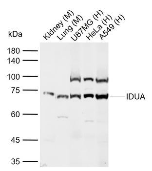 IDUA antibody