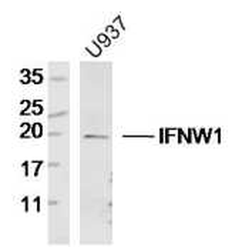 IFNW1 Rabbit Polyclonal Antibody