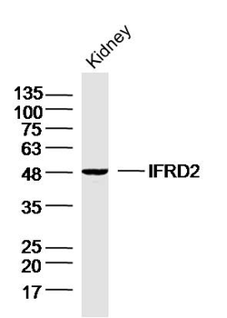 IFRD2 Rabbit Polyclonal Antibody