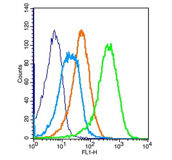 IGF1R Rabbit Polyclonal Antibody
